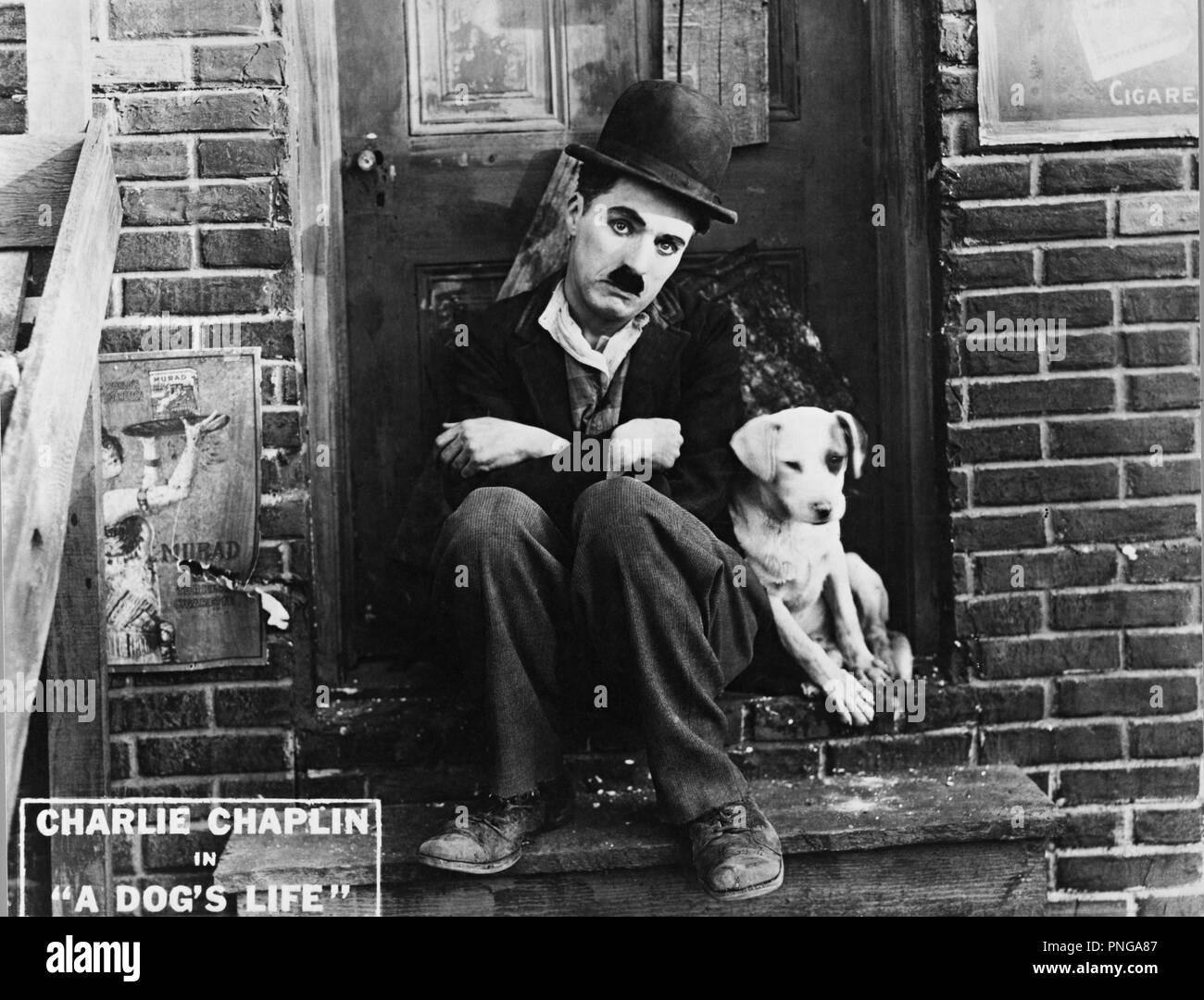 El título original de la película: LA VIDA DE UN PERRO. Título en inglés:  LA VIDA DE UN PERRO. Año: 1918. Director: Charlie Chaplin. Estrellas:  Charlie Chaplin. Crédito: Primera Nacional / Álbum