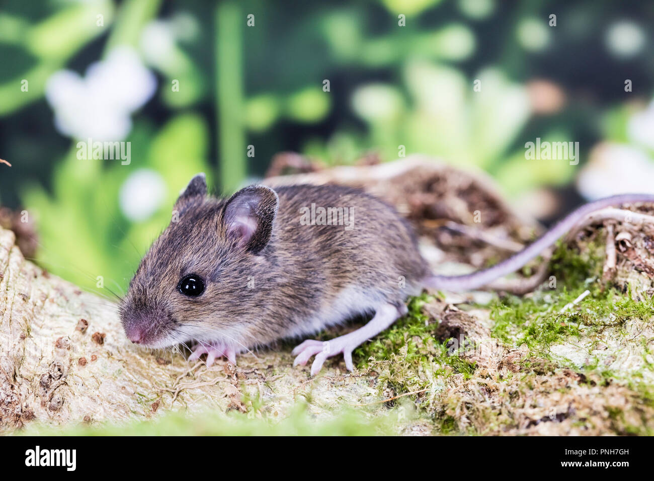 Un ratón de madera joven fotografiado en un plató de aspecto natural, antes de ser liberados ilesos. Foto de stock