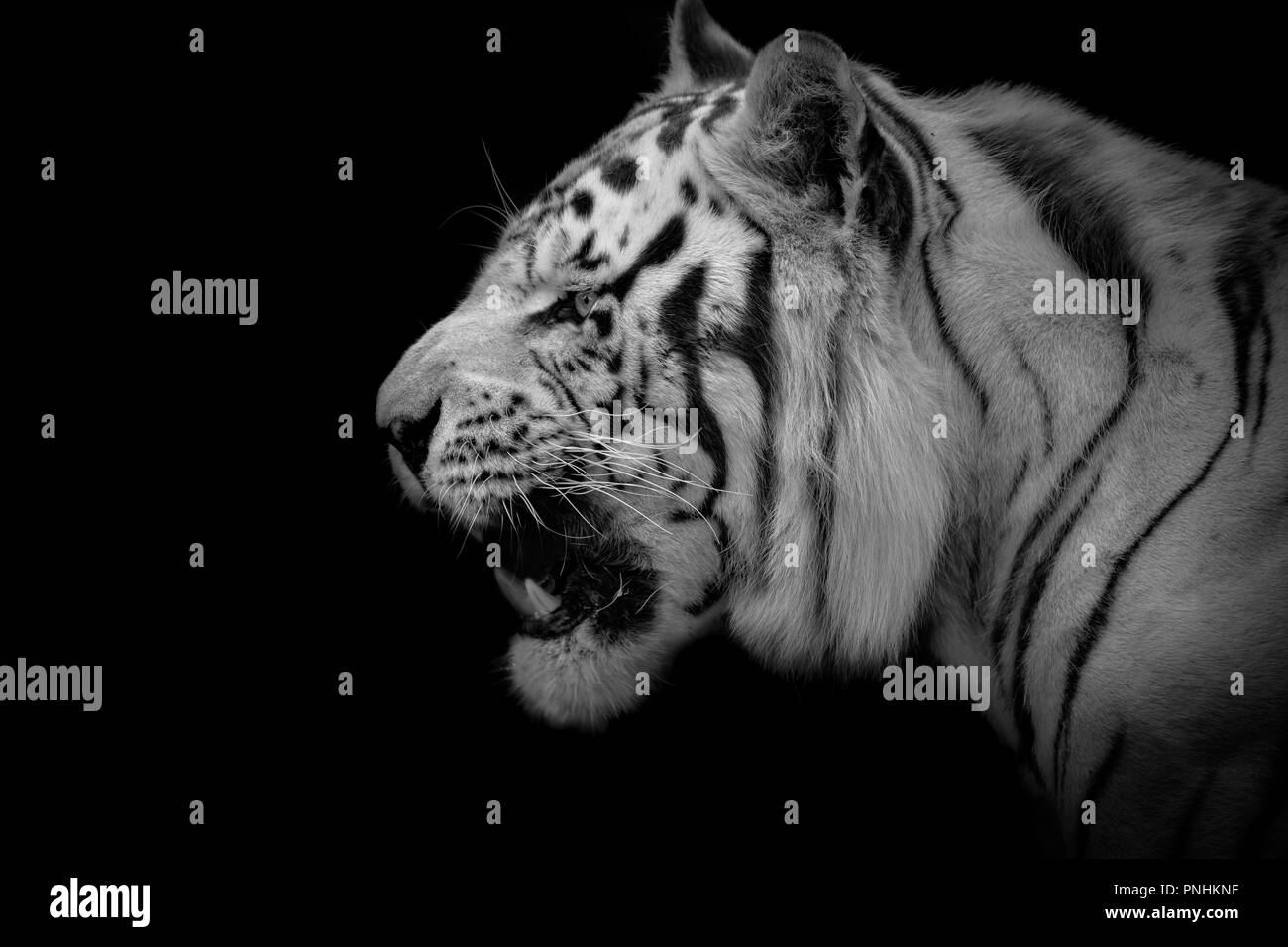 Low Key de Bengala, el Tigre Blanco (Panthera tigris tigris) Foto de stock