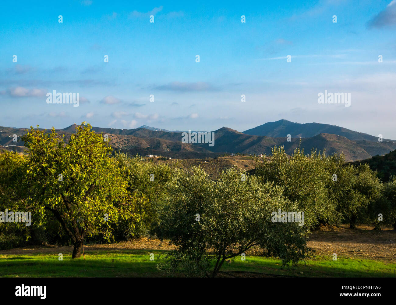 Vistas valle hasta las crestas de las montañas en la luz del atardecer con sombras en el olivar, la Axarquía, Málaga, Andalucía Foto de stock