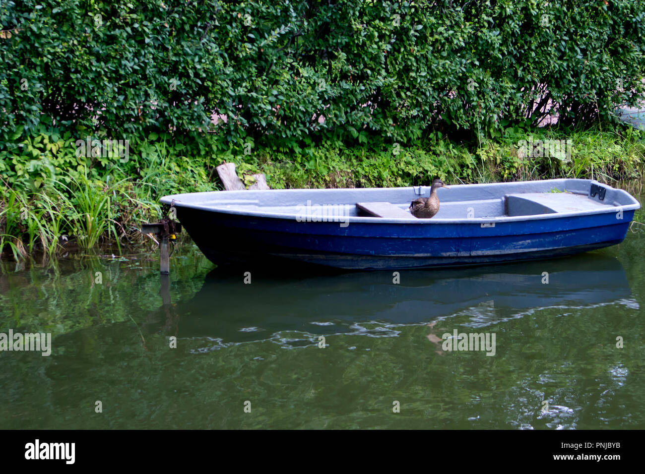 Solo viejo barco azul con gracioso pato a bordo amarrado en un verdes matorrales en un turbio estanque Foto de stock