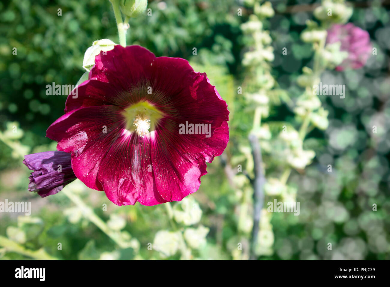 Hermoso jardín de flores borgoña florece brillante contra el telón de fondo de hierba borrosa Foto de stock