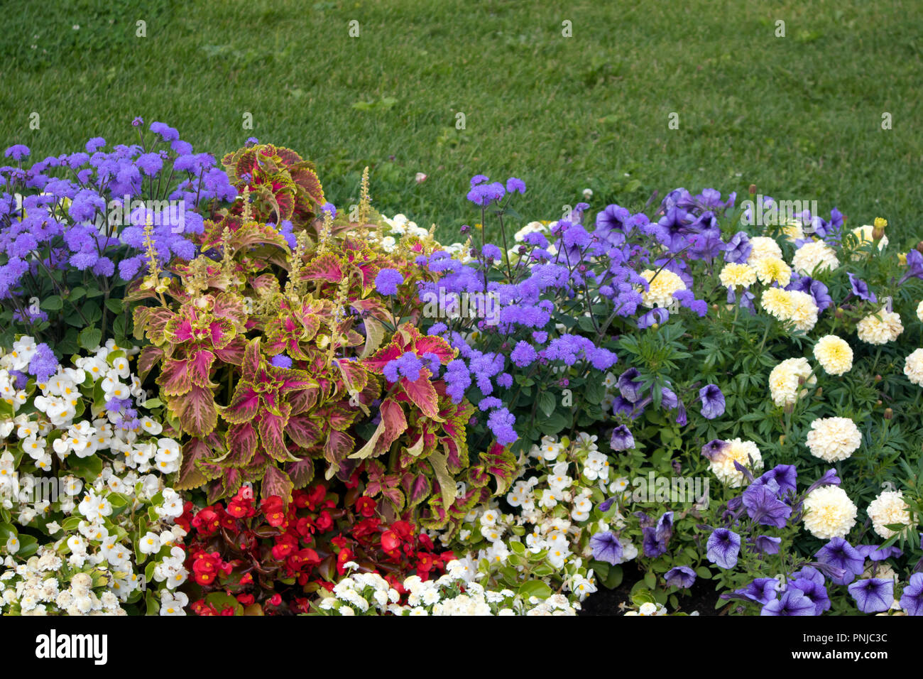 Una serie de brillantes flores de diferentes calidades y colores crecen sobre un lecho de flores Foto de stock