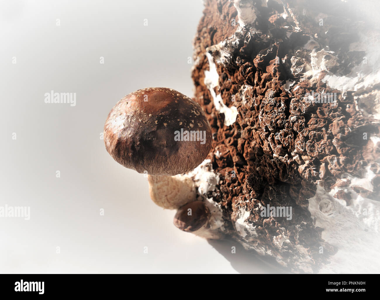 El Shiitake (Lentinula edodes) es un hongo comestible nativa de Asia oriental, donde se cultiva