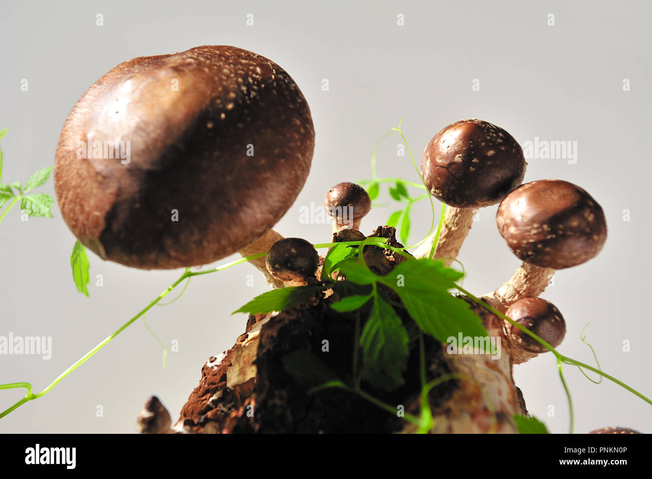 El Shiitake (Lentinula edodes) es un hongo comestible nativa de Asia oriental, donde se cultiva