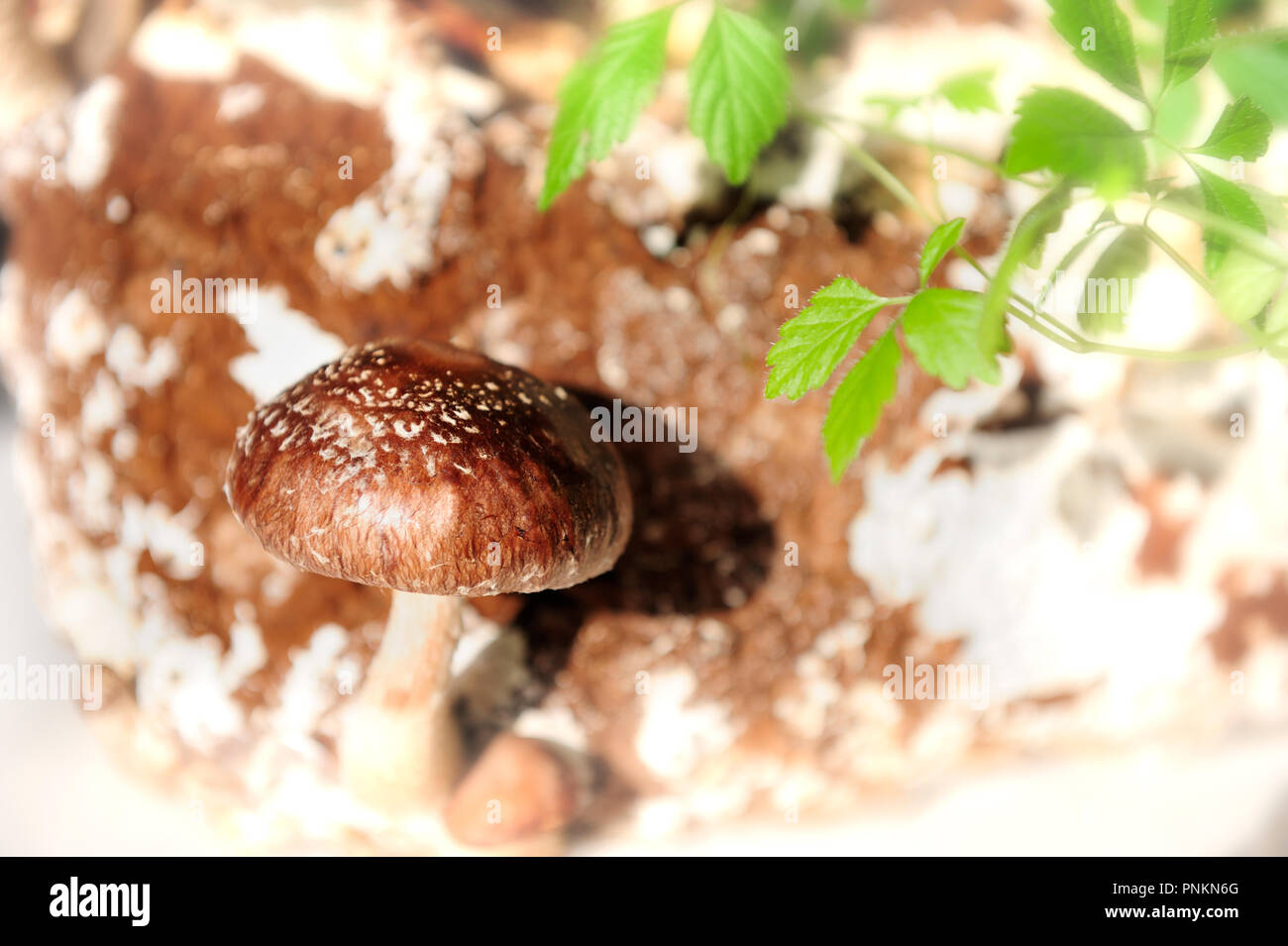 El Shiitake (Lentinula edodes) es un hongo comestible nativa de Asia oriental, donde se cultiva