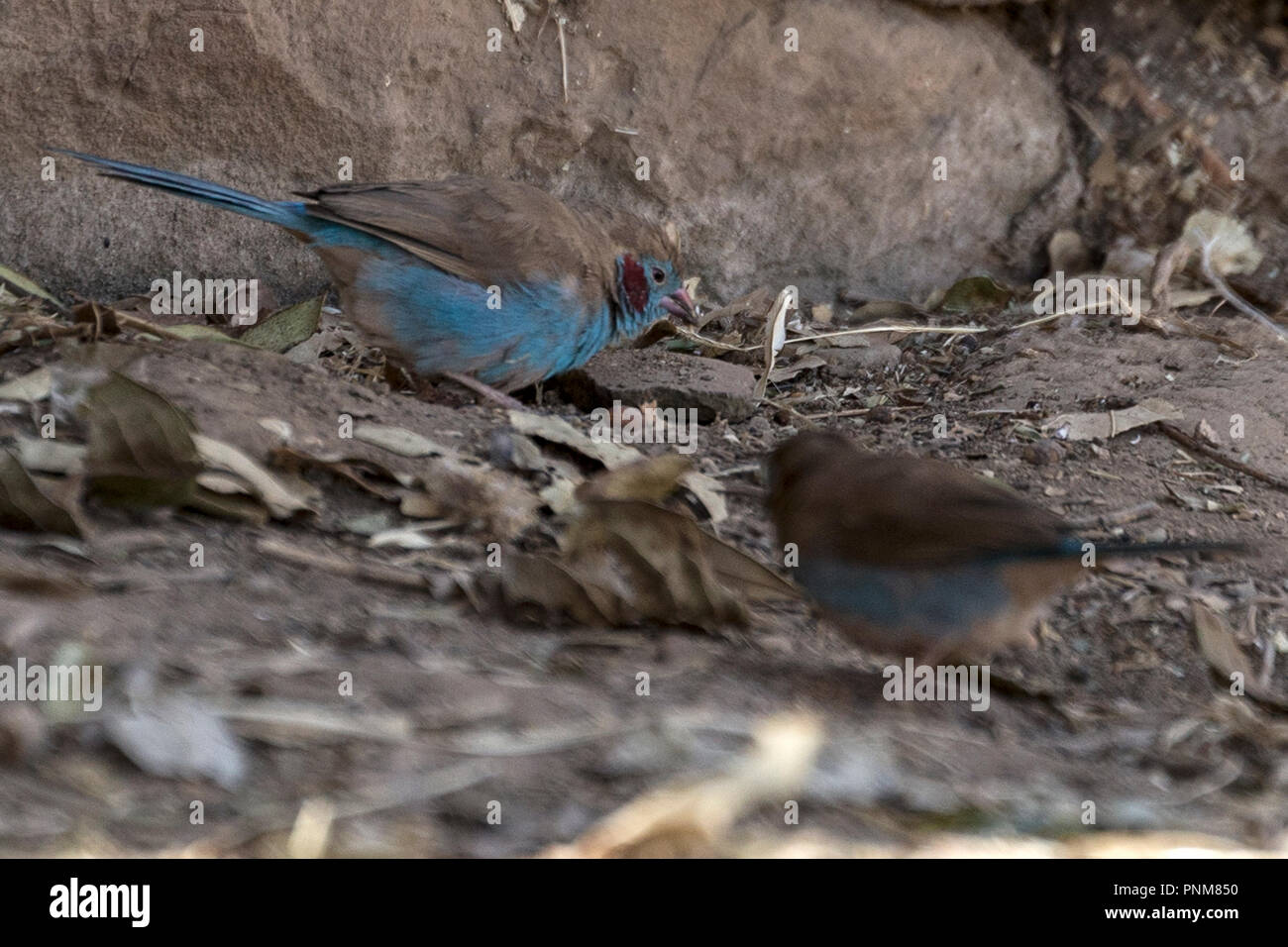 Macho rojo-cheeked cordon-bleu o rojo-cheeked cordonbleu (Uraeginthus bengalus) es un pequeño pájaro paseriformes, Yeha Monasterio. Etiopía Foto de stock