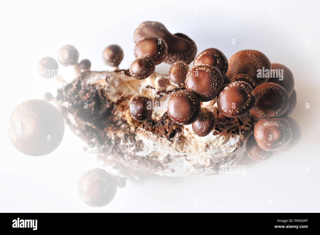 El Shiitake (Lentinula edodes) es un hongo comestible nativa de Asia oriental, donde se cultiva