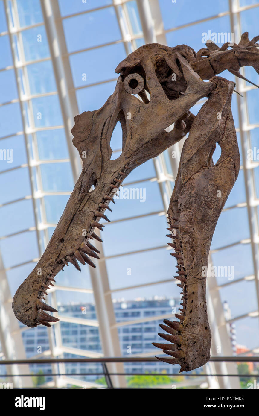 Esqueletos de dinosaurios en el museo de la ciencia en la ciudad de Las  Artes y las Ciencias en Valencia, España Fotografía de stock - Alamy