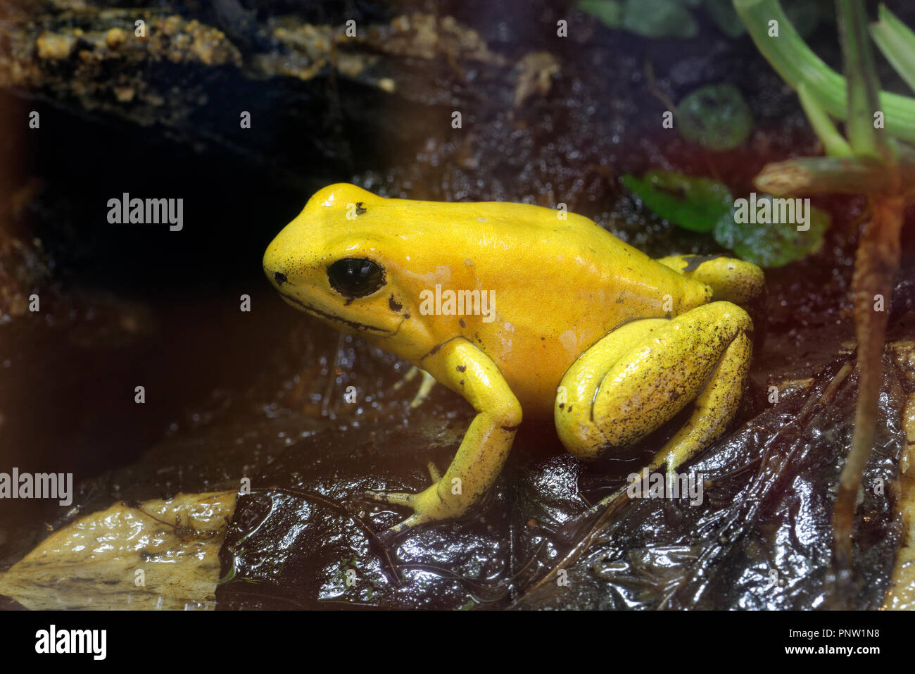 Rana Venenosa dorada - Phyllobates terribilis los mundos más animales venenosos Foto de stock