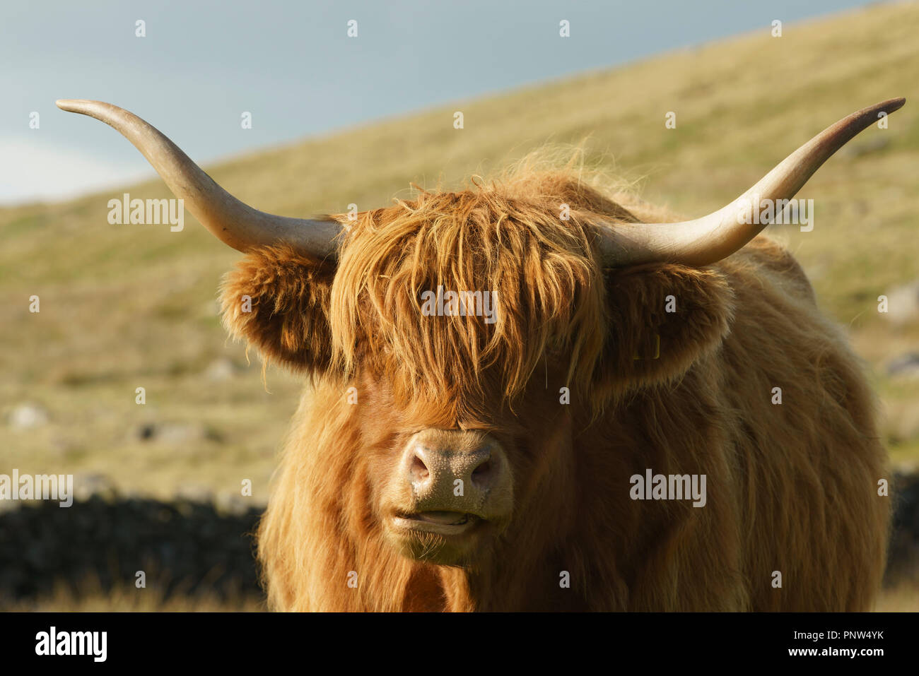 Cierre de disparo a la cabeza de una vaca highland mirando a la cámara Foto de stock