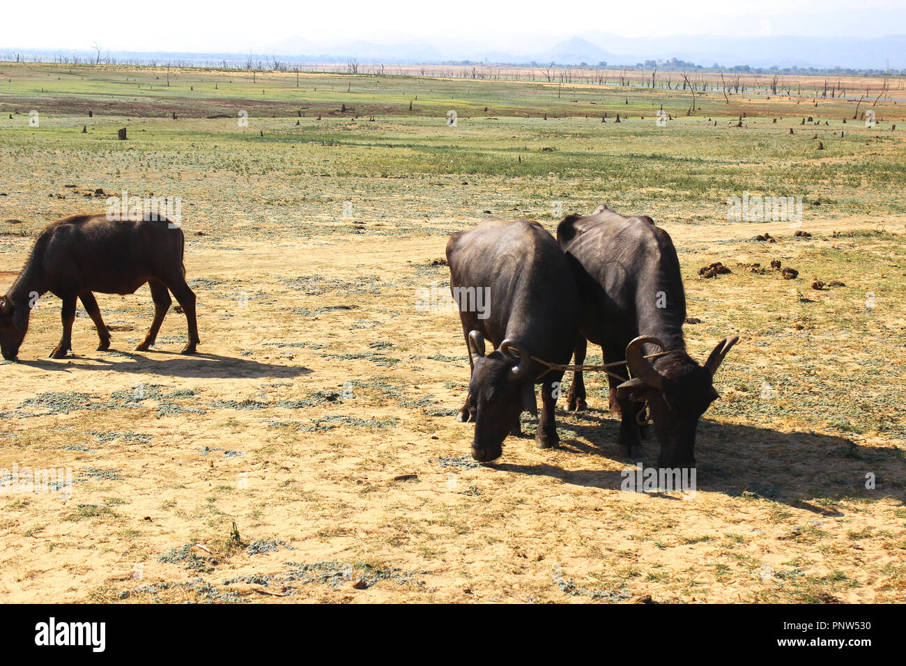 Búfalos pastando en el árido paisaje Foto de stock