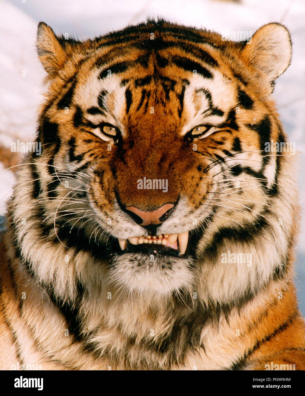 Cierre exterior retrato de gruñido feroz tigre siberiano. Rusia. Foto de stock