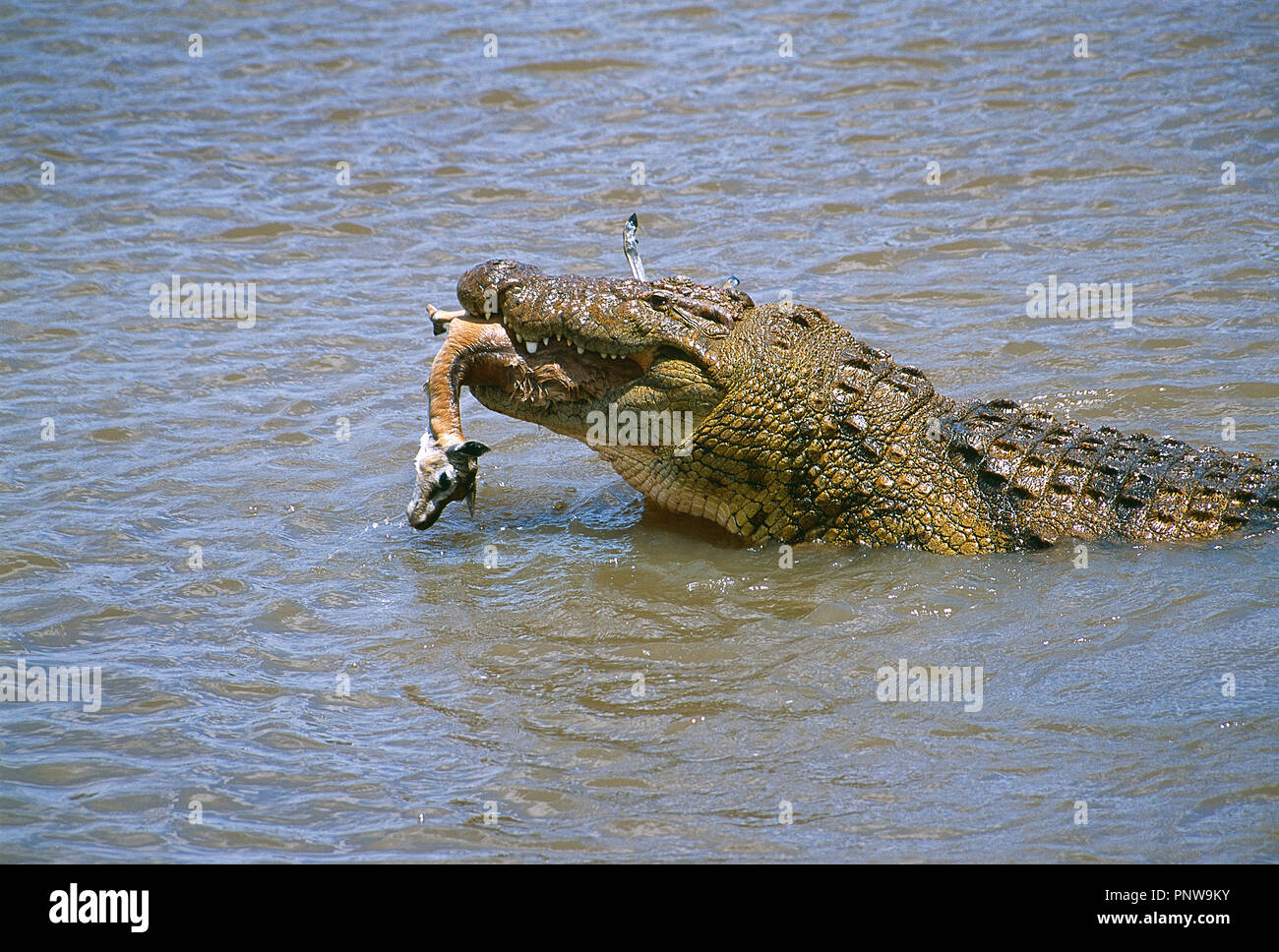 Kenya. Río Mara. Crocodile fresco con matar en sus mandíbulas. Foto de stock