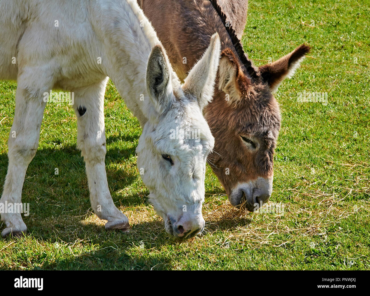 Dos burros pastando al lado Foto de stock