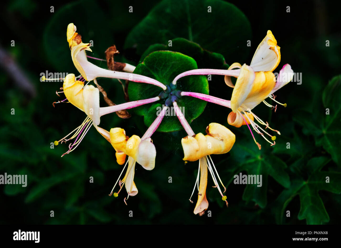 Floreció -lonicera caprifolium madreselva flor - vista superior, foto , tallos delgados extienden radialmente, el fondo es de color verde y fuera de foco , sat Foto de stock