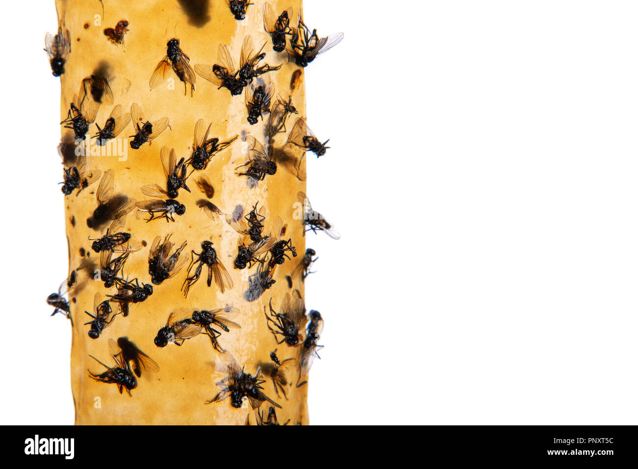 Las moscas pegadas en flypaper pegajoso sobre fondo blanco, el primer  plano. Trampa para moscas o fly-dispositivo mortífero. También conocido  como volar o volar tira de cinta Fotografía de stock - Alamy