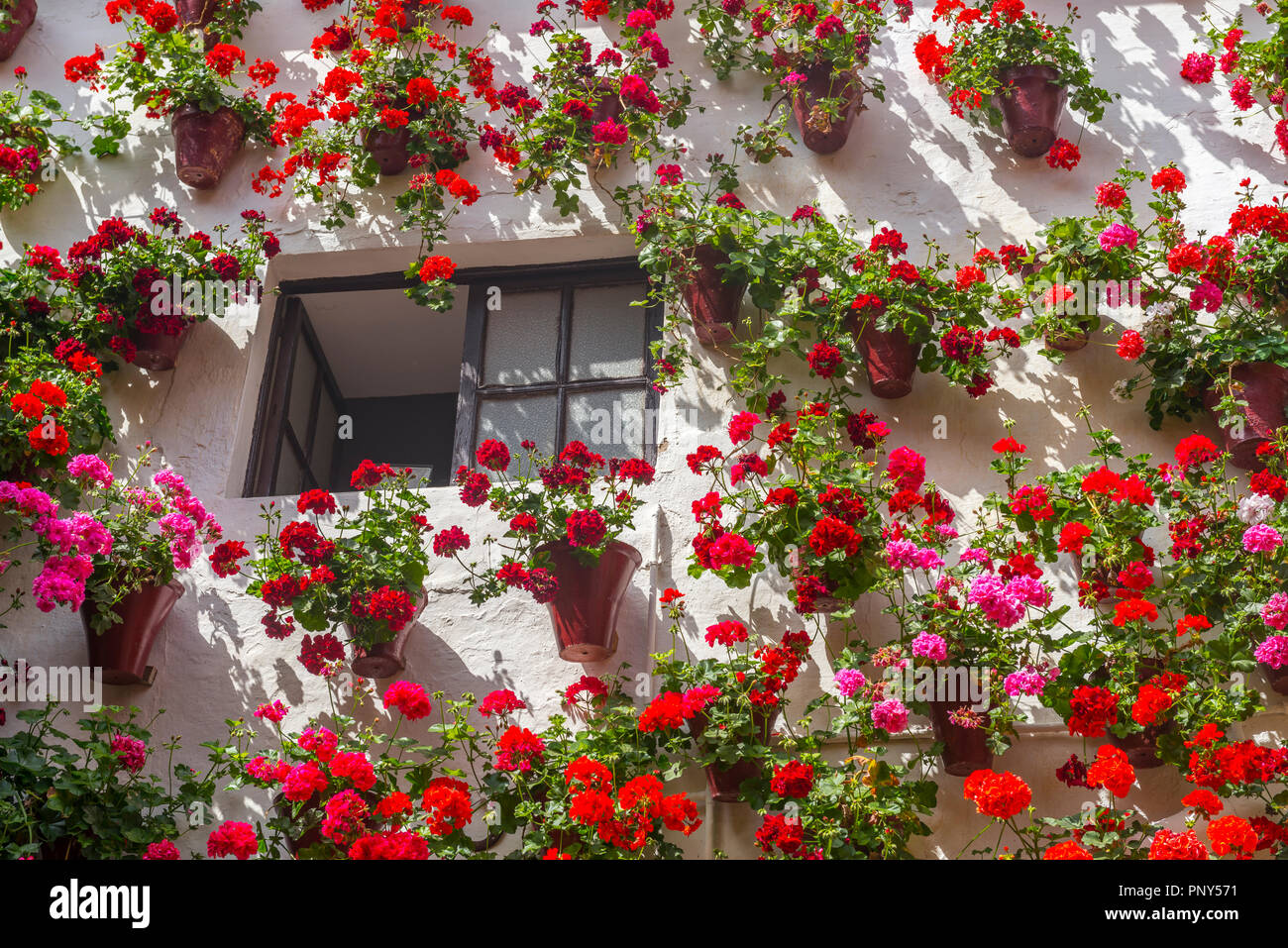 Geraniums in flower pots on fotografías e imágenes de alta resolución -  Alamy