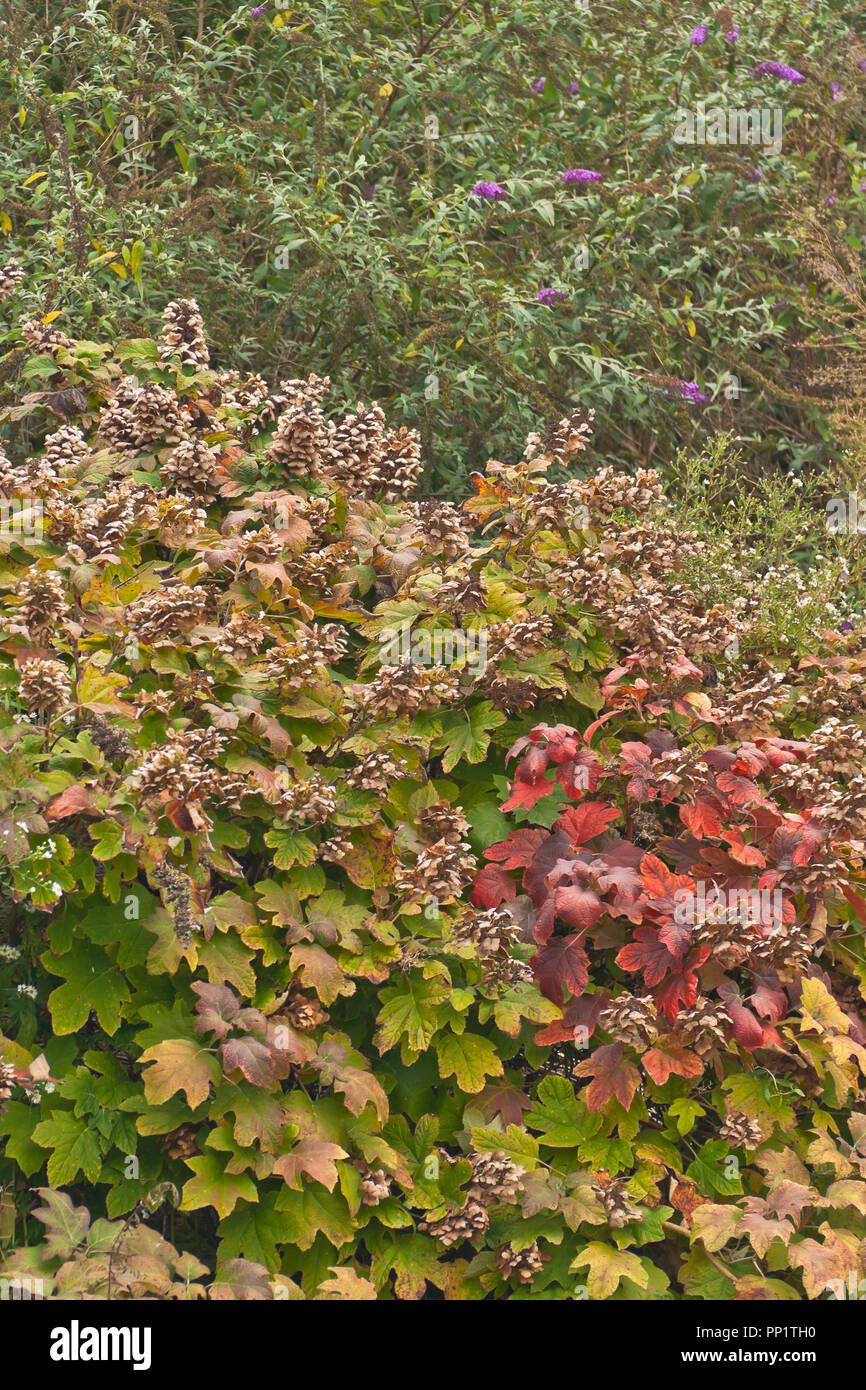 Las hortensias con marrón Viejo florece y nuevos colores de otoño rojo en un día de otoño. Foto de stock