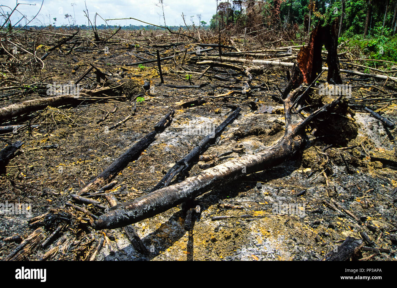 Selva Amazónica para la cría de ganado, quemaron Paragomius, Estado de Pará, Brasil, América del Sur. Foto de stock