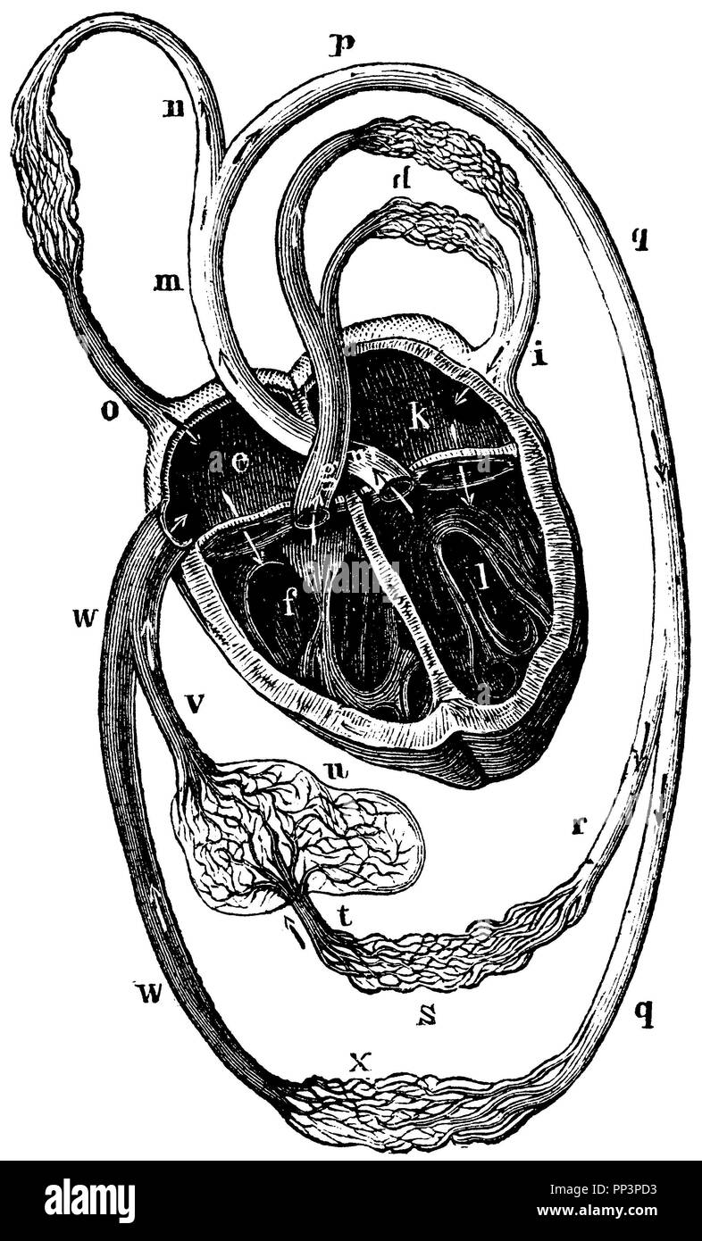 La circulación de la sangre. e) la aurícula derecha del ventrículo derecho, f), g), d) de la arteria pulmonar de los pequeños capilares del sistema circulatorio, i) la arteria pulmonar, k), l) la aurícula izquierda del ventrículo izquierdo, m, p, q) gran arteria aorta, n) de las arterias, venas o hueco), r), s) defibrators intestinal capilares del canal intestinal, t), u) de la vena portal de los capilares de la vena portal sistema, v), w) de la arteria hepática, vena x) capilares del gran sistema circulatorio, anonym 1887 Foto de stock