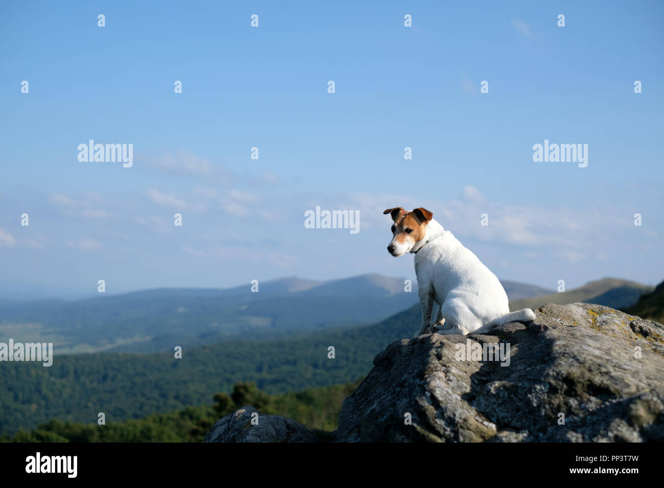Solo perro blanco sentado sobre una roca contra el telón de fondo de un increíble paisaje de montaña Foto de stock