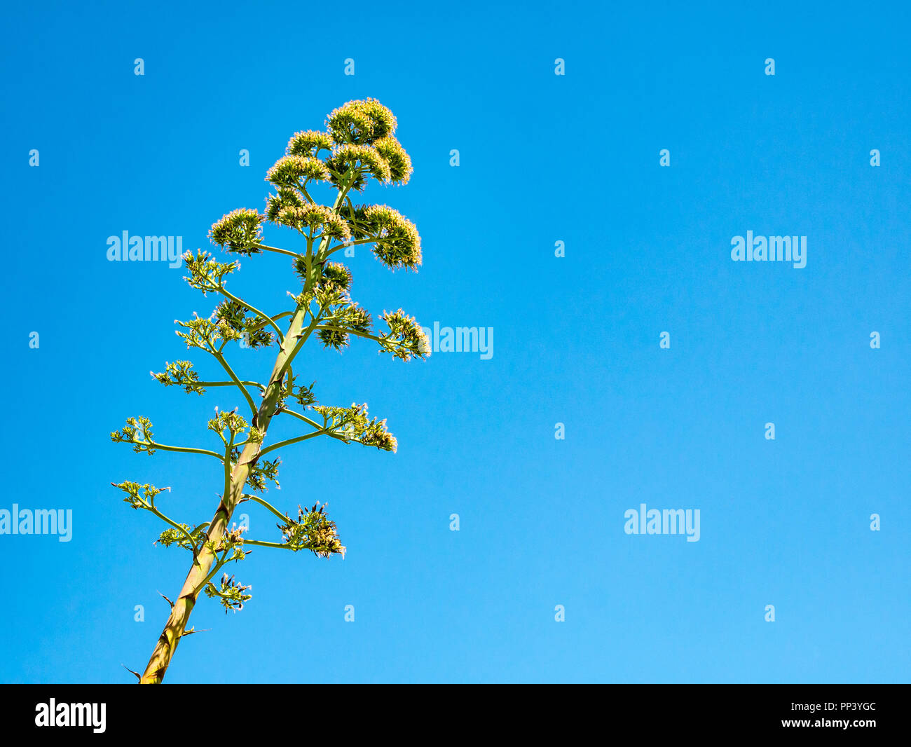 Tall agave flor planta lanza contra el cielo azul, Sedella, Axarquía, Málaga, Andalucía Foto de stock