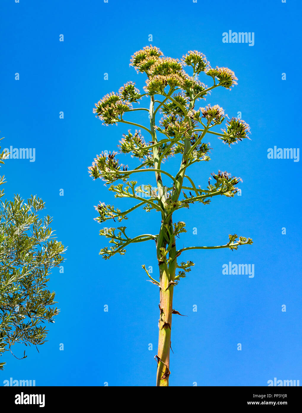 Tall agave flor planta lanza contra el cielo azul, Sedella, Axarquía, Málaga, Andalucía Foto de stock