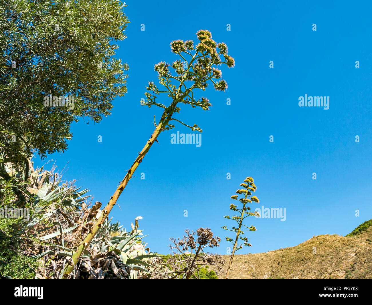 Tall agave flor plantas lanza contra el cielo azul, Sedella, Axarquía, Málaga, Andalucía Foto de stock