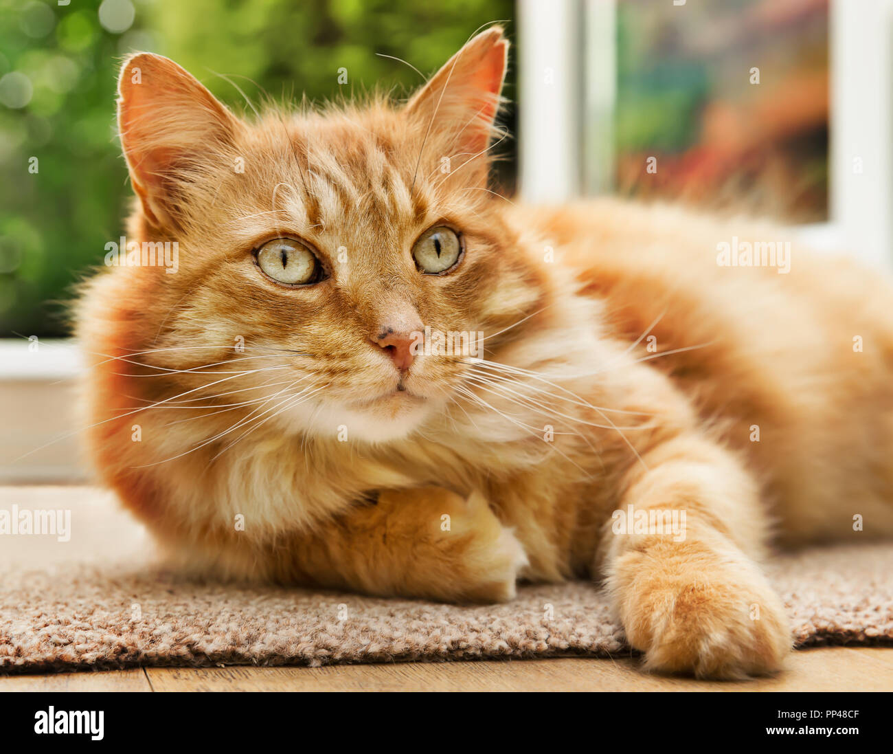 Close-up de una relajada gato tumbado sobre una alfombrilla junto a una puerta que da al patio jardín. Foto de stock