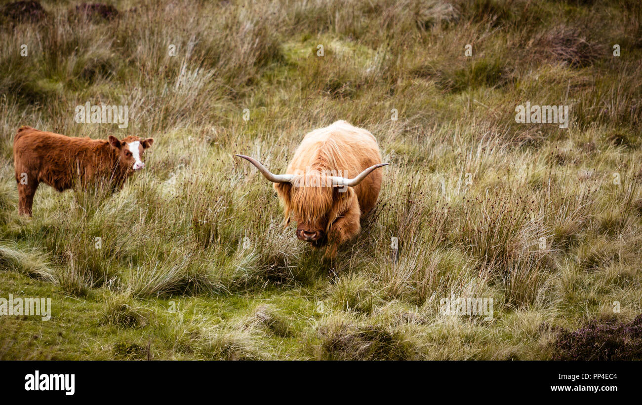 Scottish highland vaca en campo. Highland ganado. Escocia Foto de stock