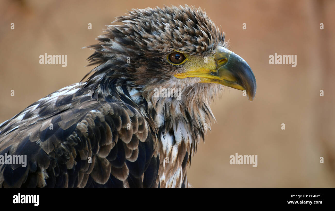 Chic de American Eagle, el águila calva cerrar retrato (Haliaeetus leucocephalus) Foto de stock