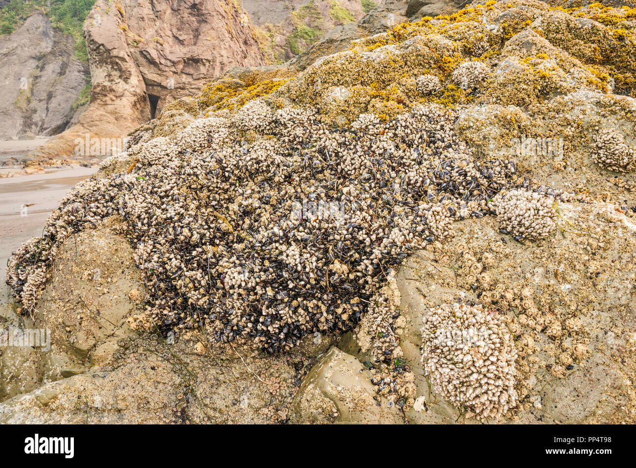 Mejillones y barranáculos Unidos a las rocas en Second Beach, parte de la Playa de la Push, costa del Pacífico, Parque Nacional Olímpico, estado de Washington, EE.UU Foto de stock