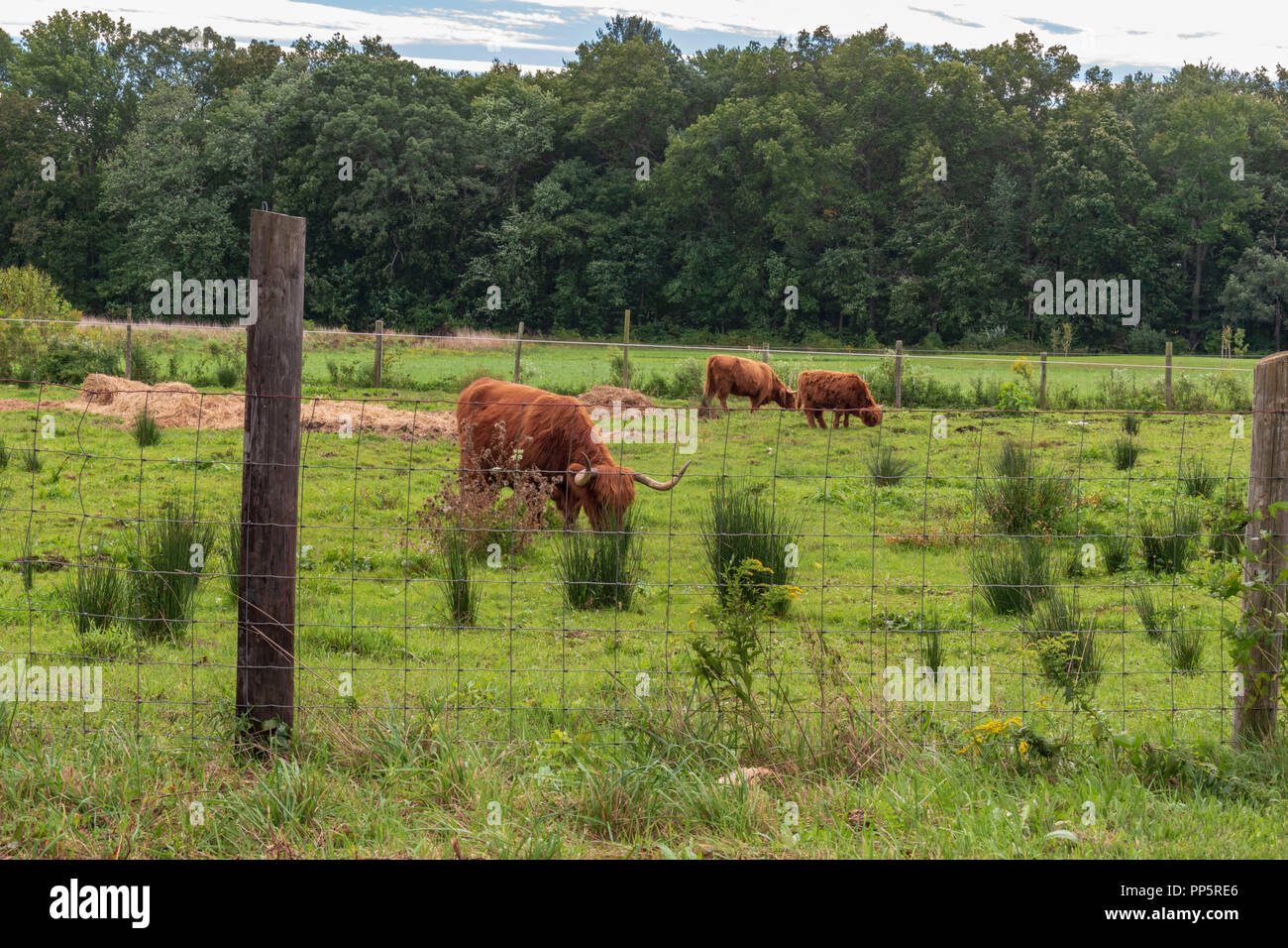 Highland ganado pastando en un campo Foto de stock