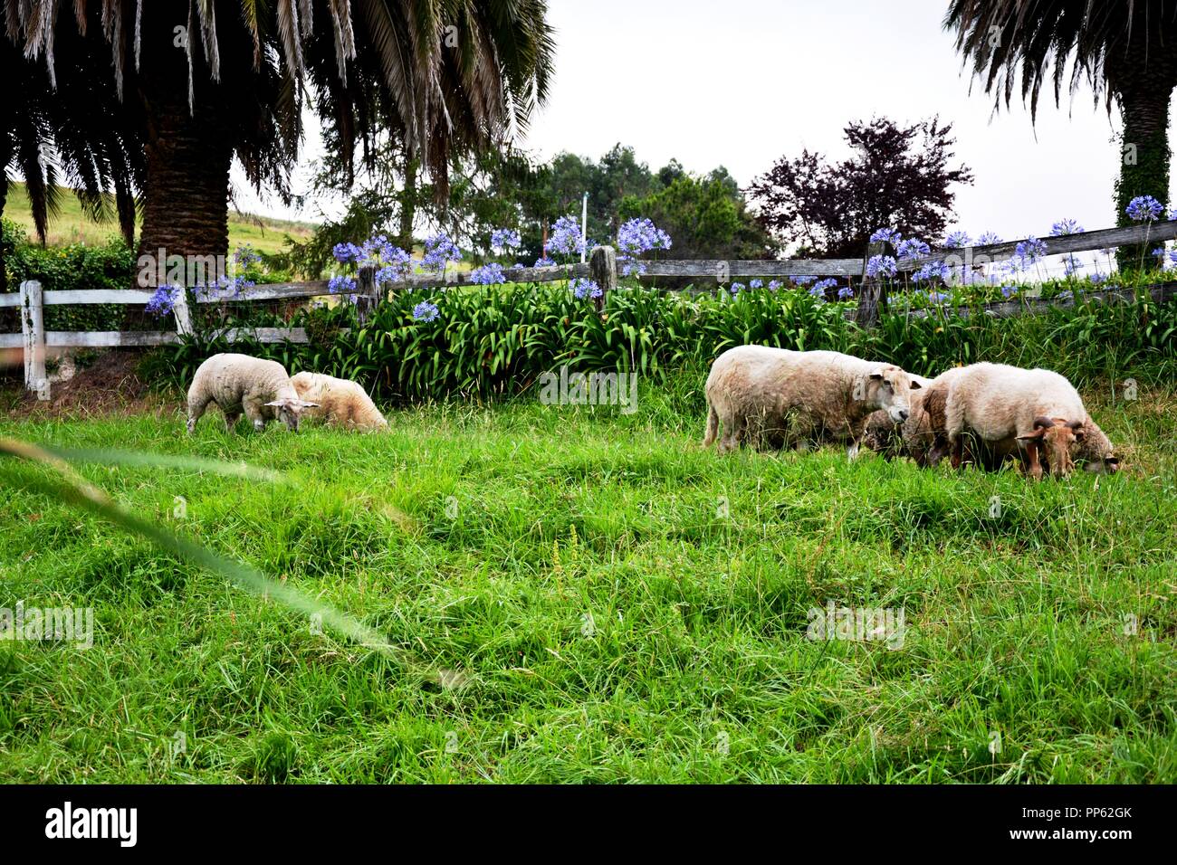 Ovejas comiendo hierba en el campo Foto de stock