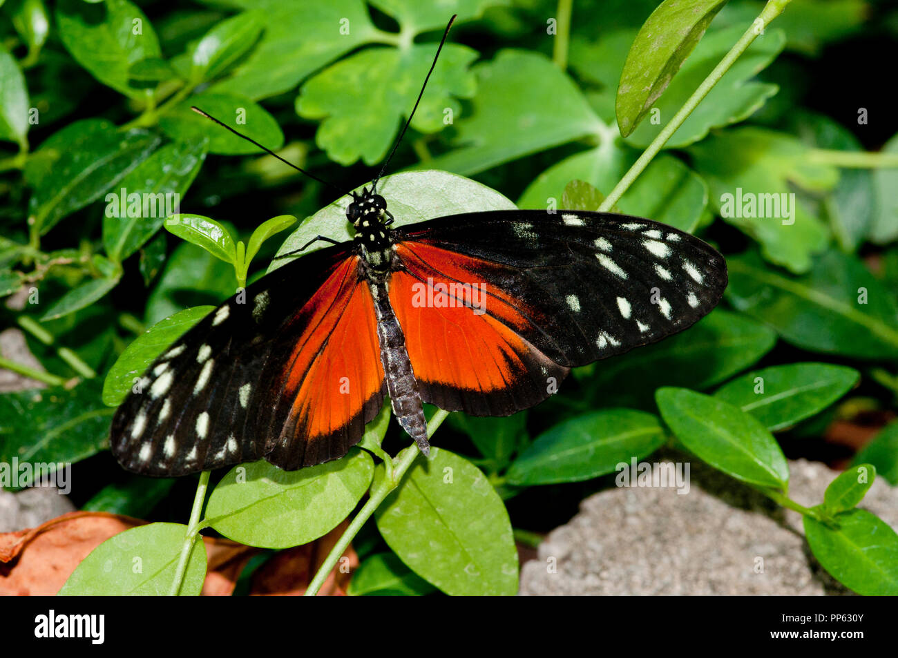 Tarracina longwing butterfly (cautivo) (Tithoria tarracina) Foto de stock