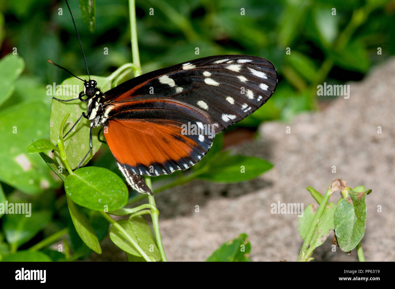 Tarracina longwing butterfly (cautivo) (Tithoria tarracina) Foto de stock