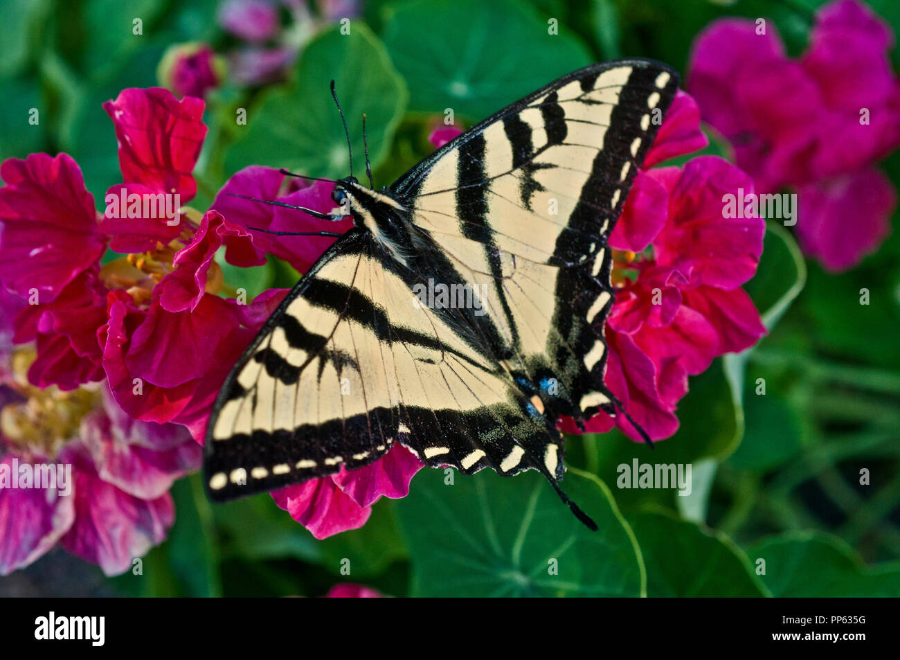 Tigre occidental especie (Papilio rutulus) en nasturtium Foto de stock