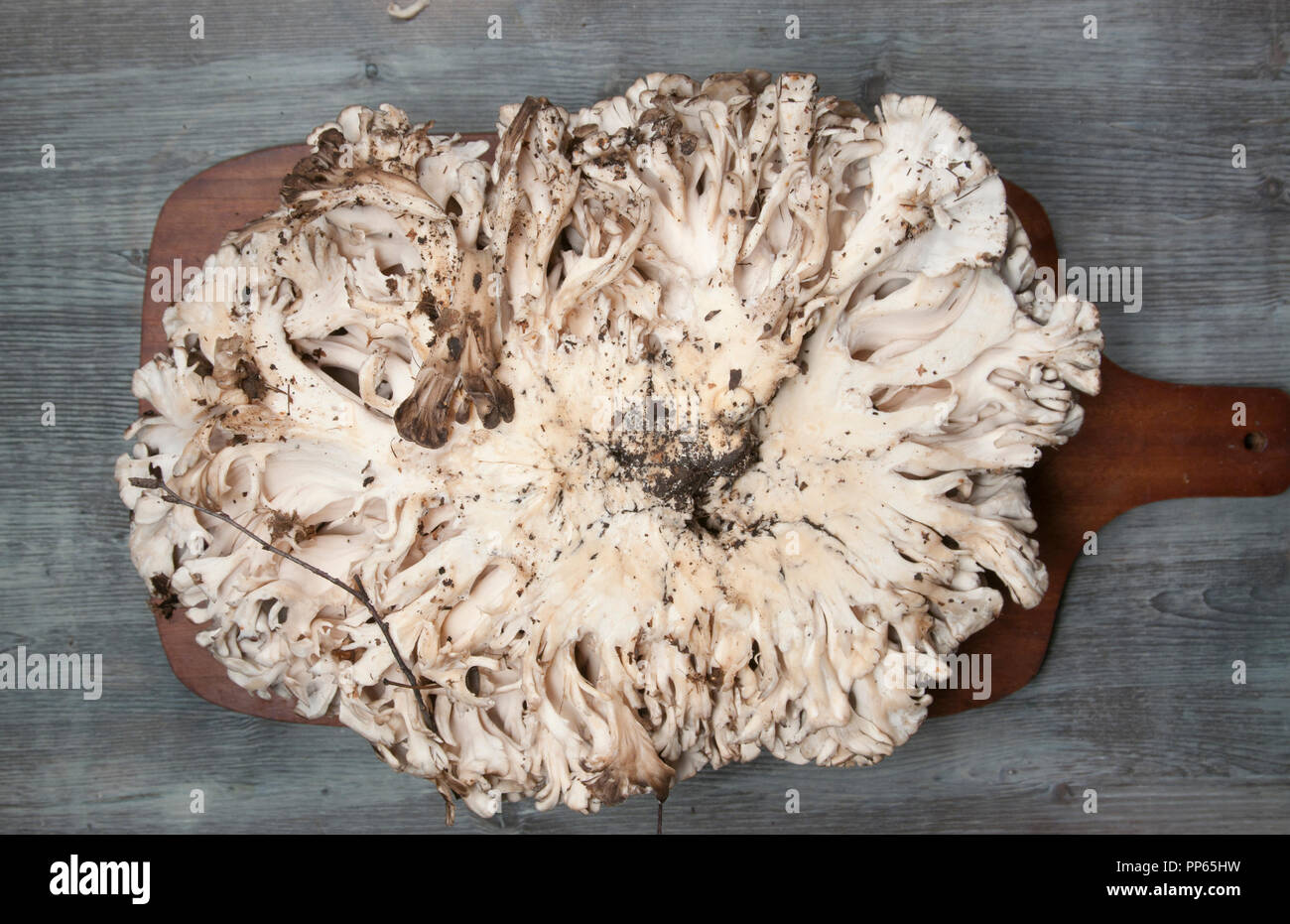 Maitake grifola frondosa fotografías e imágenes de alta resolución Alamy