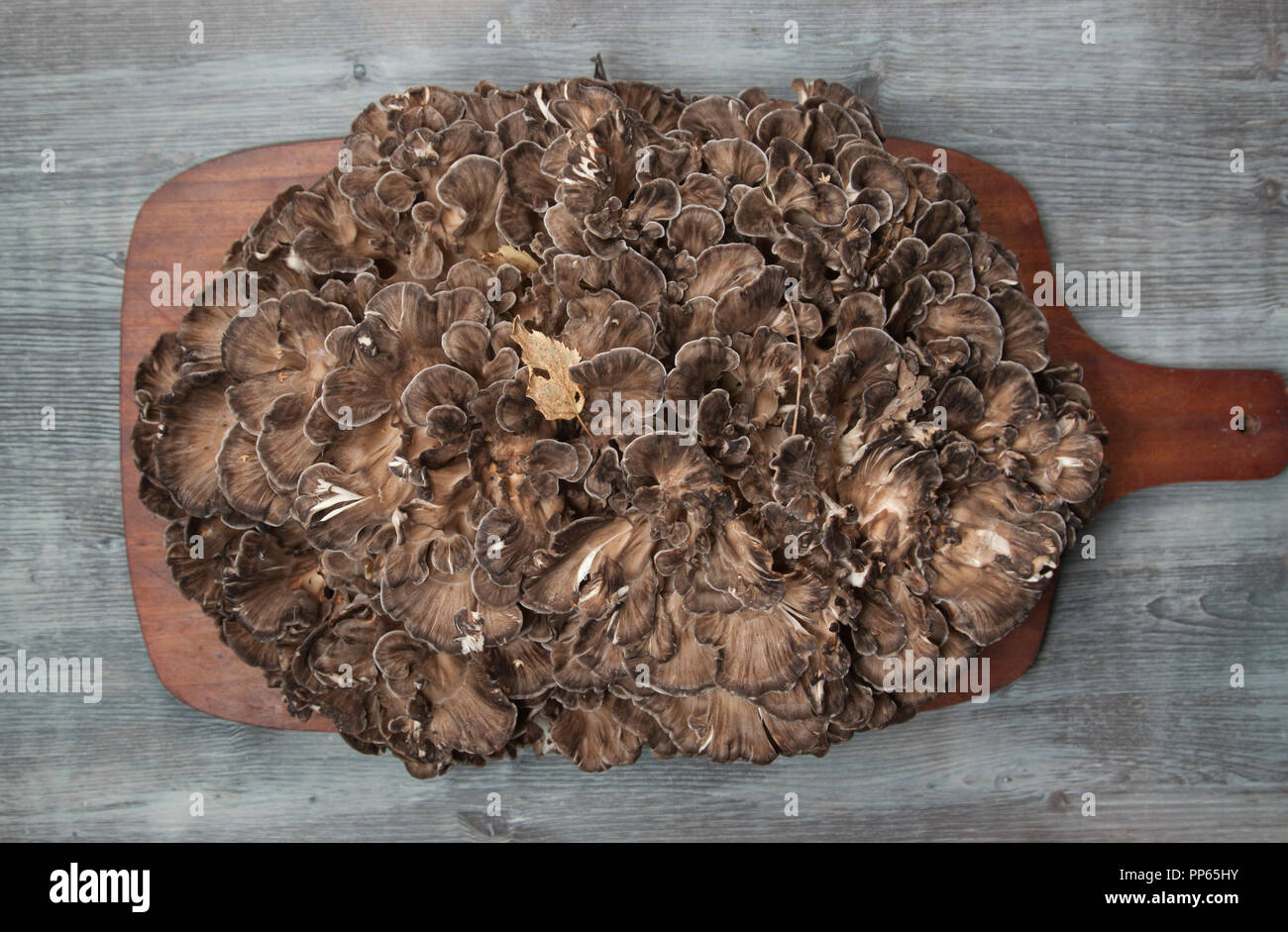 Grifola frondosa, polyporus seta comestible whide khown en el Lejano