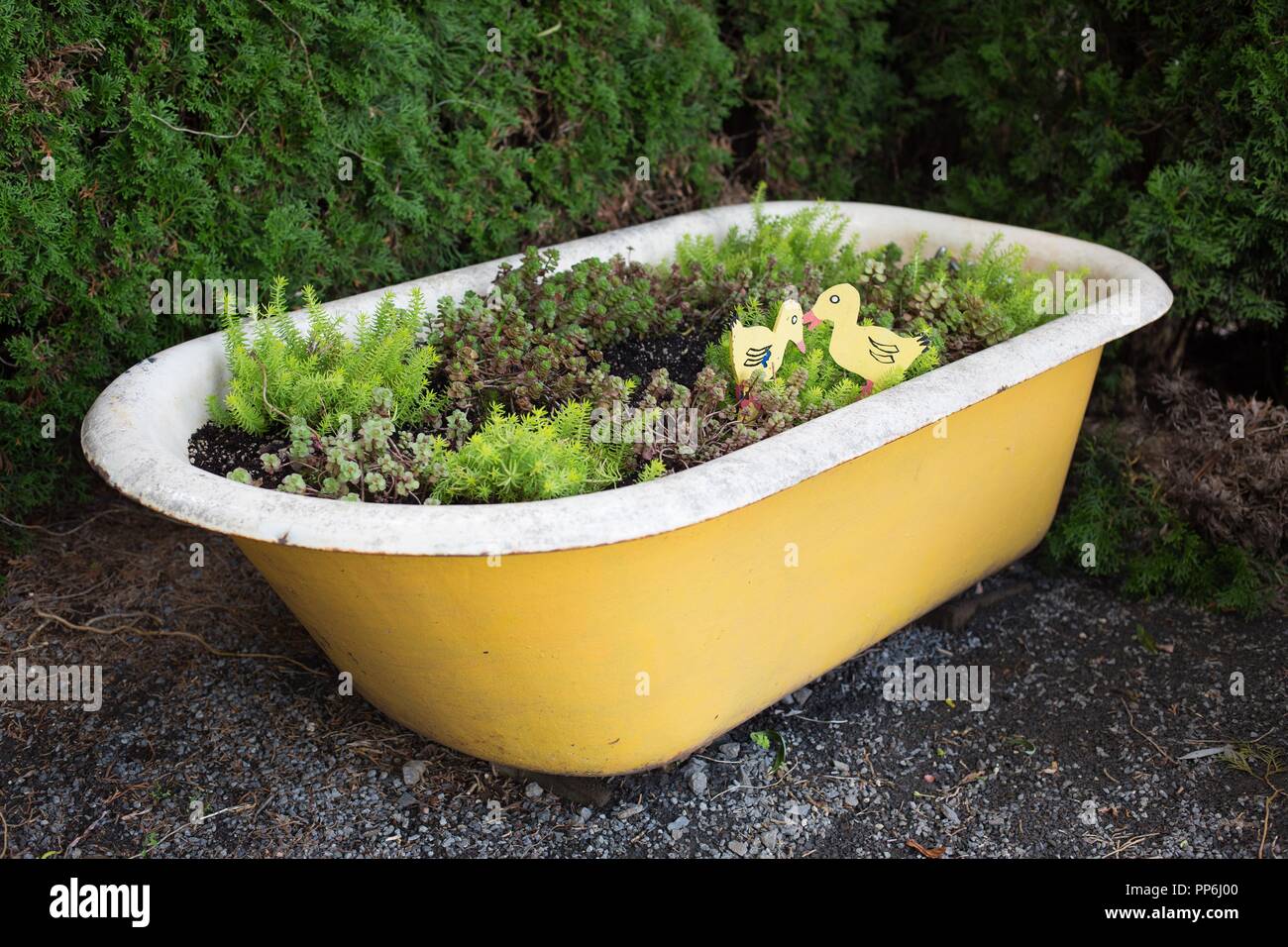 Una antigua bañera reutilizar como una sembradora en el jardín de Oregon en  Silverton, Oregon, USA Fotografía de stock - Alamy