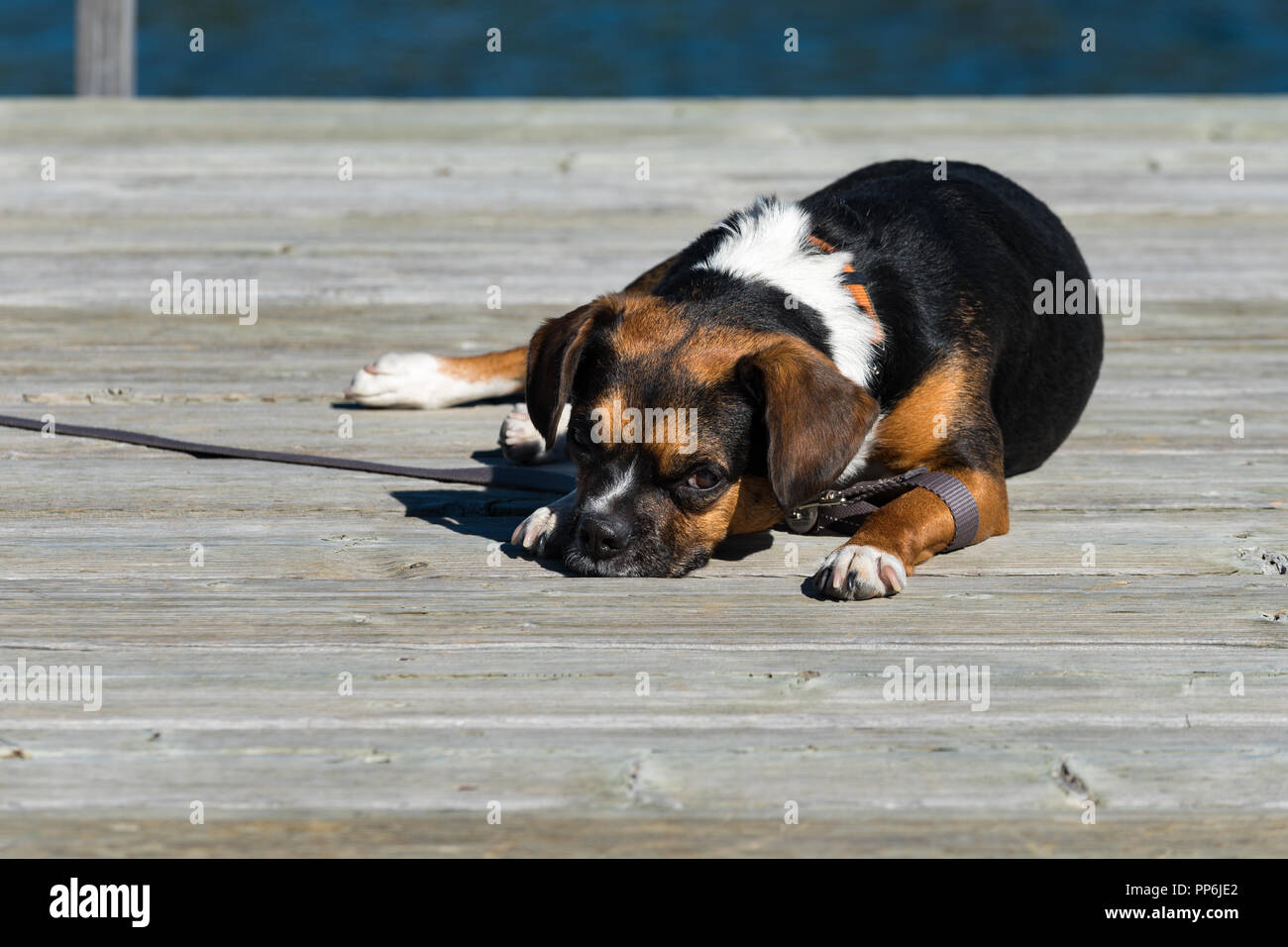 Perro perezoso, una siesta en el sol en un perro de pesca en un lago de pradera Foto de stock