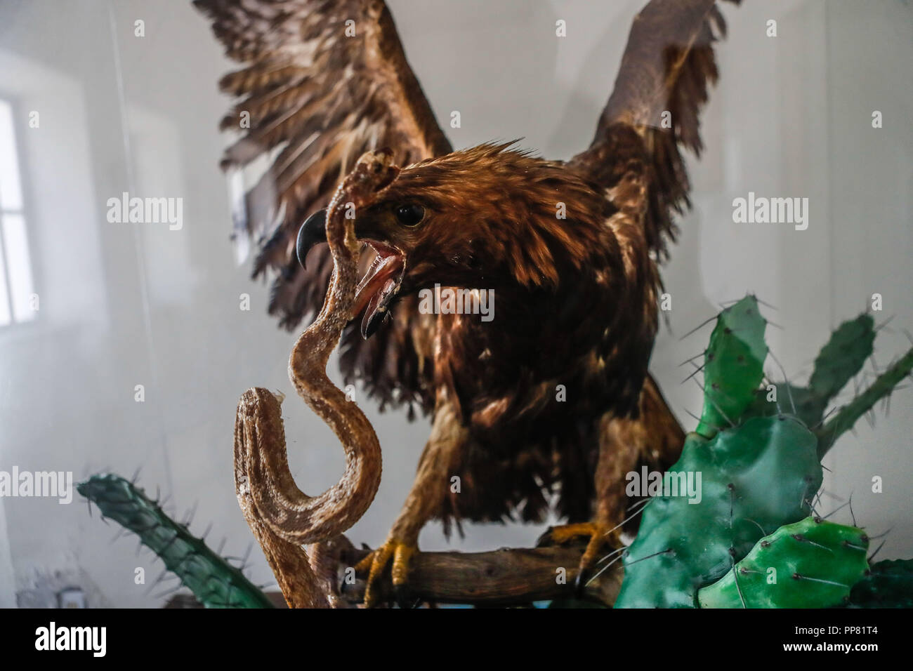 Golden Eagle. Royal águila devorando una serpiente. disecado Aguila Real  devorando una serpiente. disecado Ures museo regional en el estado de  Sonora, Mexi Fotografía de stock - Alamy