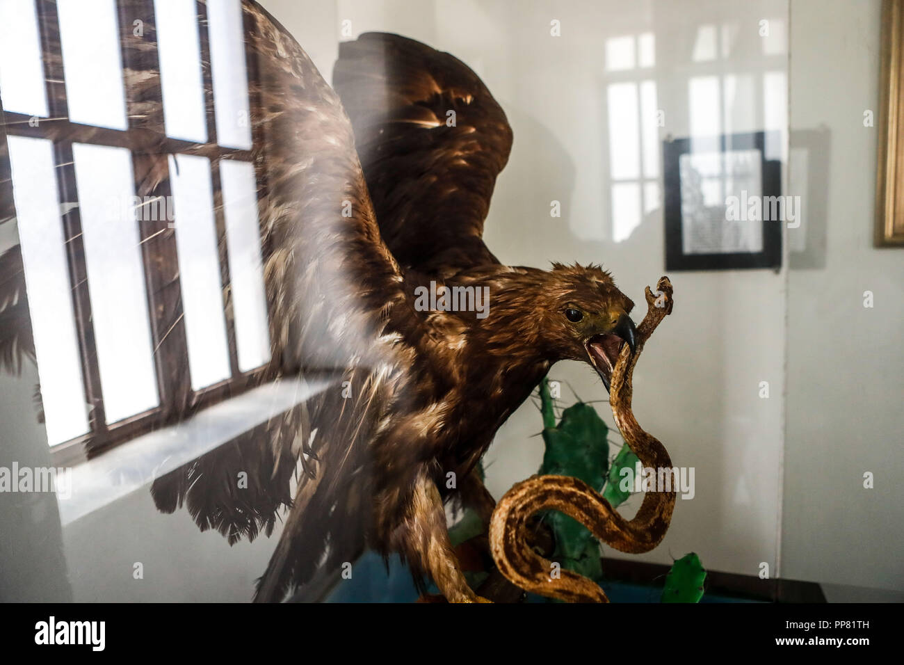 Golden Eagle. Royal águila devorando una serpiente. disecado Aguila Real  devorando una serpiente. disecado Ures museo regional en el estado de  Sonora, Mexi Fotografía de stock - Alamy