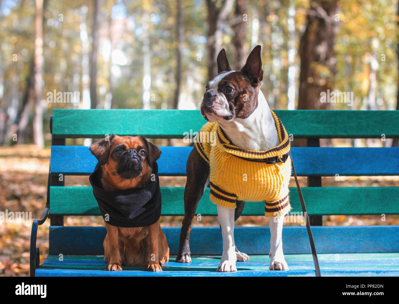 Cuatro Perros Pequeños Sentados En Un Banco De Madera En El Parque Foto de  archivo - Imagen de amigo, purebred: 251526410