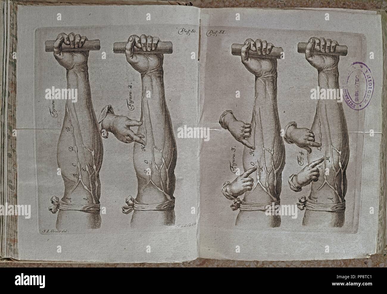 Hoja anatómica para el sangrado MOTU CORDIS Experimento de WILLIAM HARVEY SOBRE LA