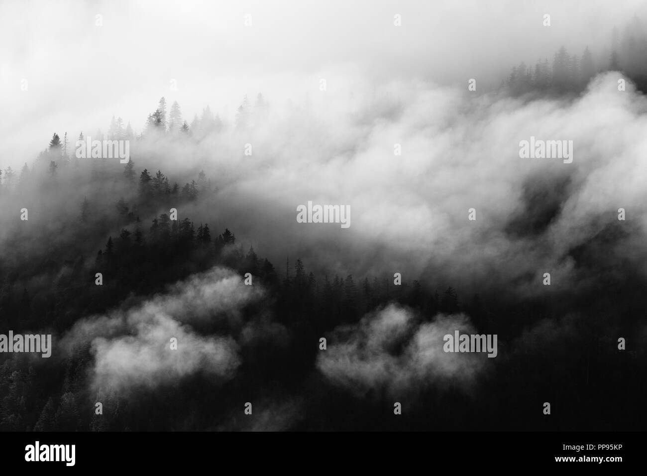 Los pinos cubiertos de neblina, blanco y negro, whispy nubes. Foto de stock