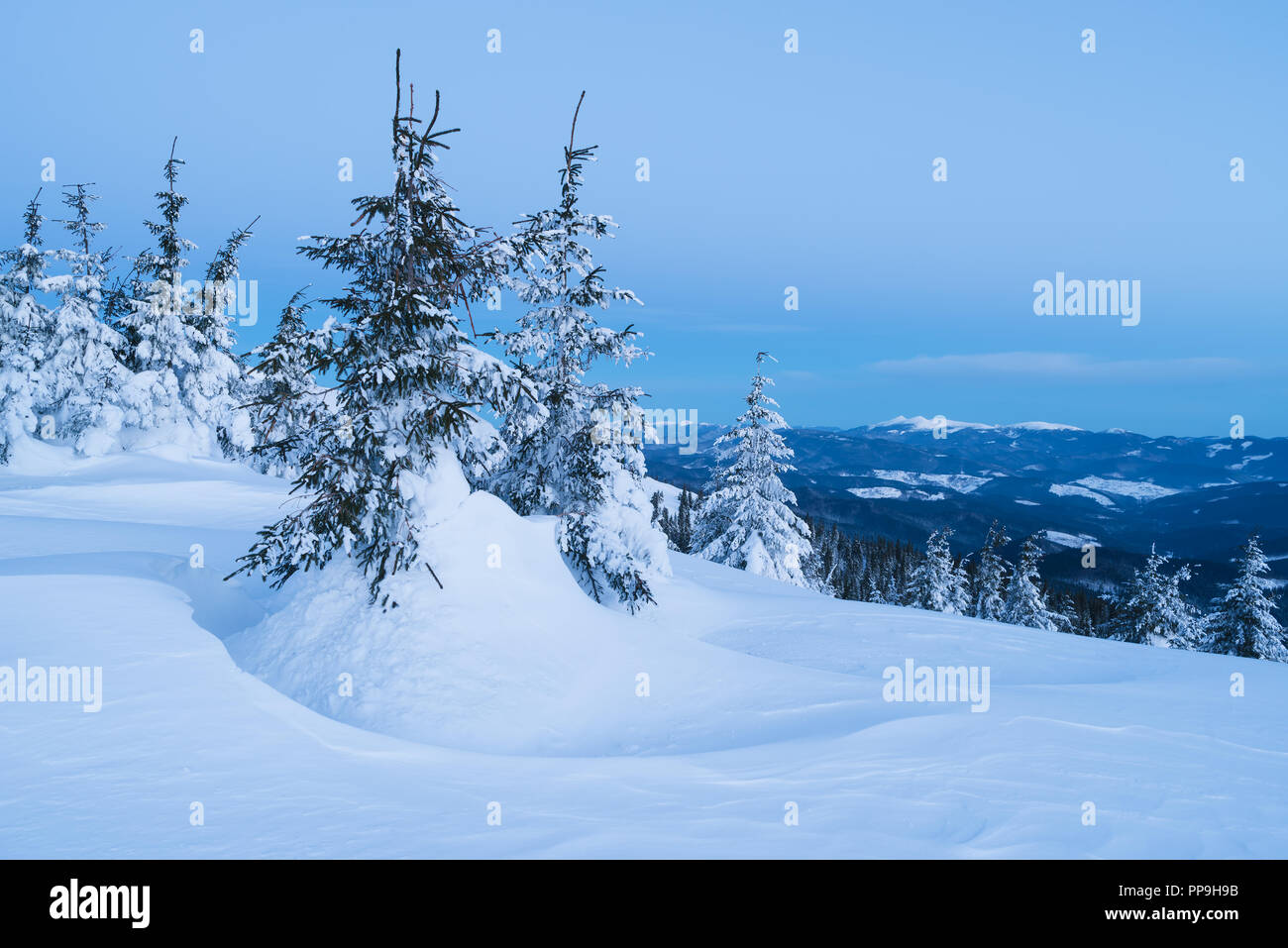 Abetos bajo la nieve. Paisaje invernal. Crepúsculo matutino en las montañas Foto de stock