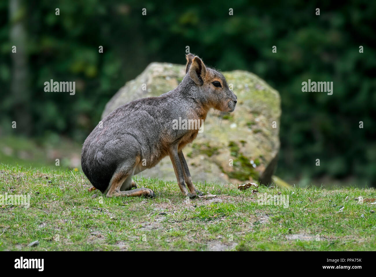 Mara patagónica cavy patagónico / / / dillaby liebre patagónica (Dolichotis patagonum) nativas de Argentina, Sudamérica Foto de stock