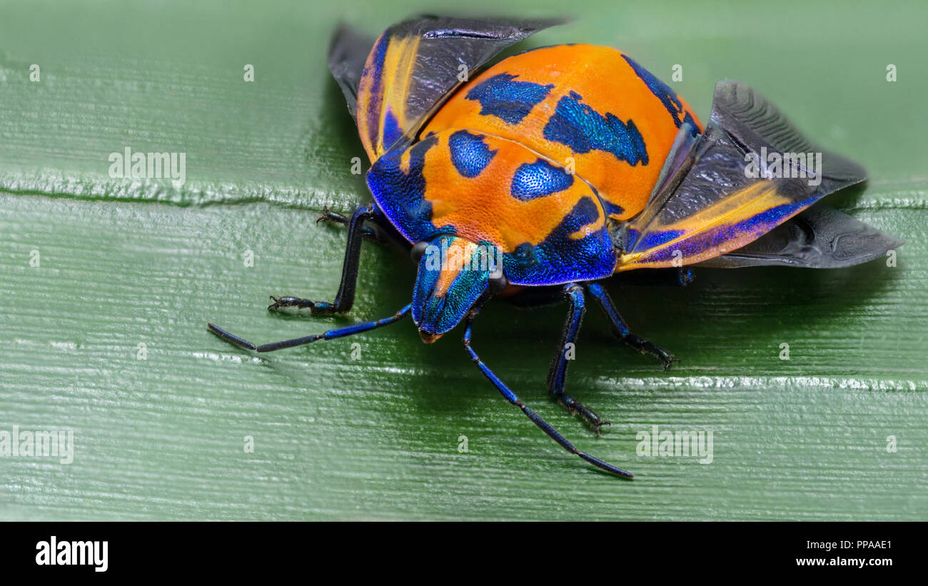 Hibiscus Harlequin Harlequin Bug Bug o algodón, Tectocoris diophthalmus, hembra Gold Coast Australia imagen ancha Foto de stock